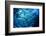 School Barracuda Fish in Sipadan, Malaysia-Rich Carey-Framed Photographic Print