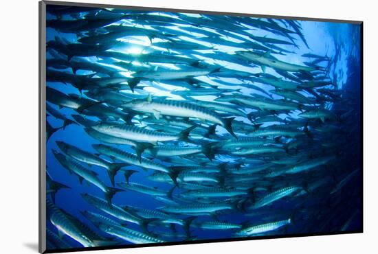 School Barracuda Fish in Sipadan, Malaysia-Rich Carey-Mounted Photographic Print