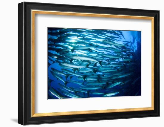 School Barracuda Fish in Sipadan, Malaysia-Rich Carey-Framed Photographic Print