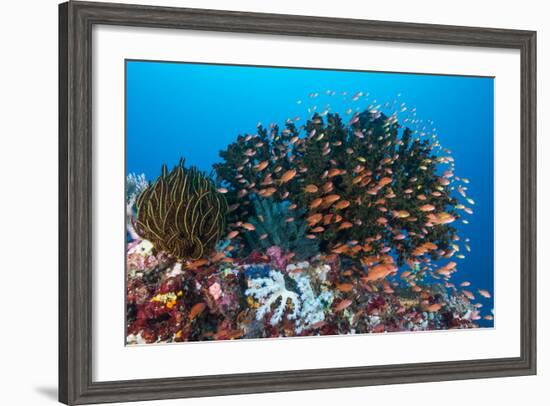 School of Anthias Fish Swimming over a Colorful Reef-Stocktrek Images-Framed Photographic Print