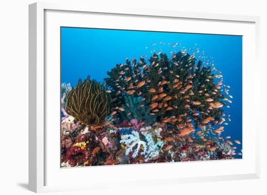 School of Anthias Fish Swimming over a Colorful Reef-Stocktrek Images-Framed Photographic Print