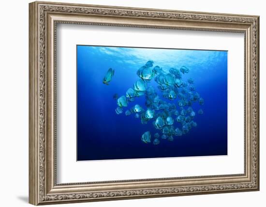 School of Batfish-Bernard Radvaner-Framed Photographic Print