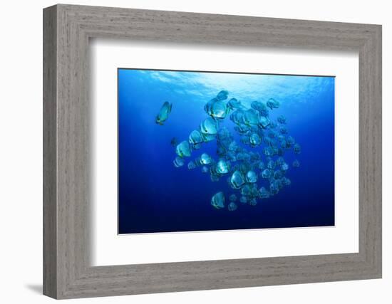 School of Batfish-Bernard Radvaner-Framed Photographic Print