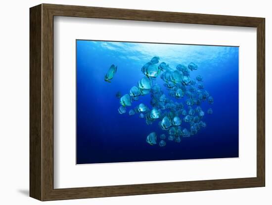 School of Batfish-Bernard Radvaner-Framed Photographic Print