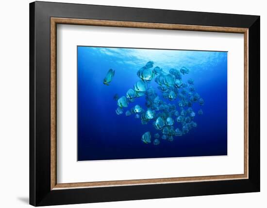 School of Batfish-Bernard Radvaner-Framed Photographic Print