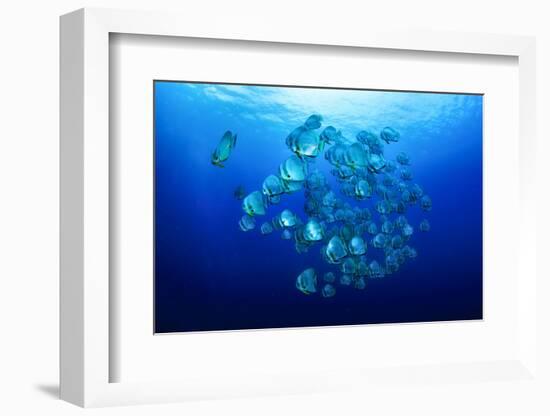 School of Batfish-Bernard Radvaner-Framed Photographic Print