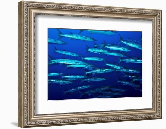 School of Blackfin barracuda, Kimbe Bay, Papua New Guinea-Bert Willaert-Framed Photographic Print