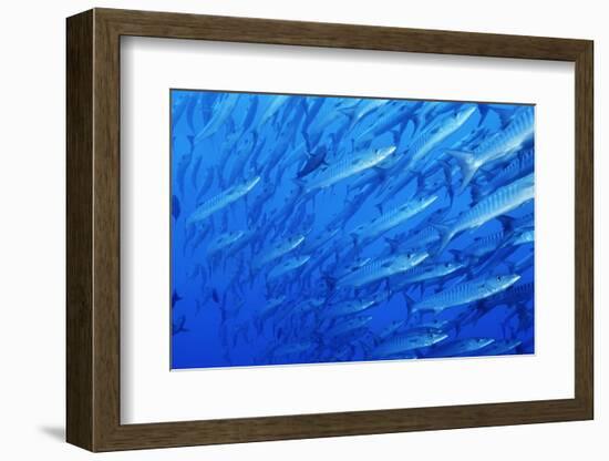 School of Blackfin Barracuda-Hal Beral-Framed Photographic Print