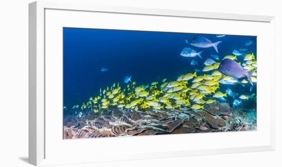 School of Bluestripe Snappers (Lutjanus Kasmira) Swimming About-null-Framed Premium Photographic Print