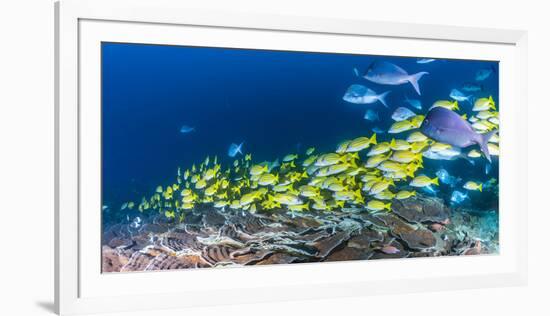 School of Bluestripe Snappers (Lutjanus Kasmira) Swimming About-null-Framed Photographic Print