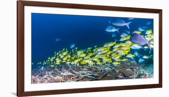 School of Bluestripe Snappers (Lutjanus Kasmira) Swimming About-null-Framed Photographic Print