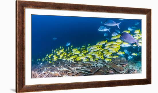 School of Bluestripe Snappers (Lutjanus Kasmira) Swimming About-null-Framed Photographic Print