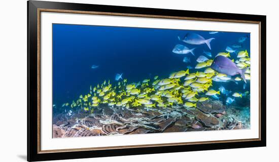 School of Bluestripe Snappers (Lutjanus Kasmira) Swimming About-null-Framed Photographic Print