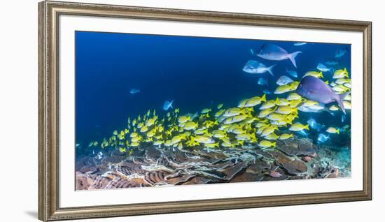 School of Bluestripe Snappers (Lutjanus Kasmira) Swimming About-null-Framed Photographic Print