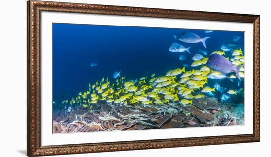 School of Bluestripe Snappers (Lutjanus Kasmira) Swimming About-null-Framed Photographic Print