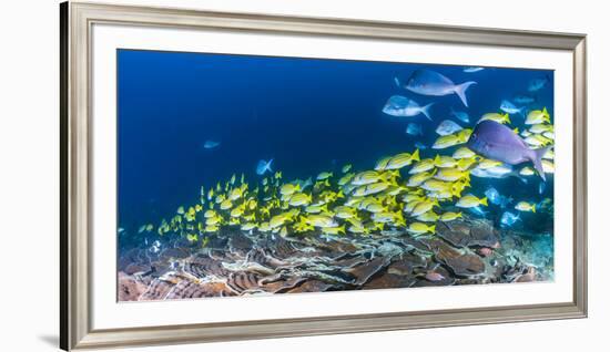 School of Bluestripe Snappers (Lutjanus Kasmira) Swimming About-null-Framed Photographic Print