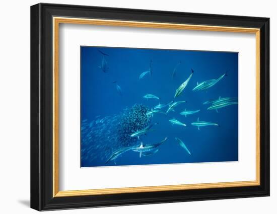 School of Bonito fish attacking Spanish sardines, Gulf of Mexico-David Hall-Framed Photographic Print