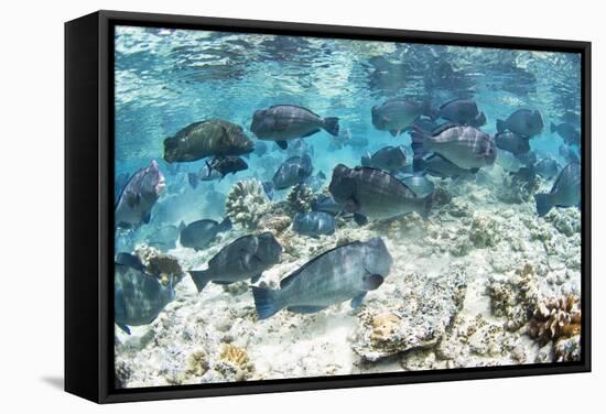 School of Bumphead Parrotfish-Matthew Oldfield-Framed Premier Image Canvas
