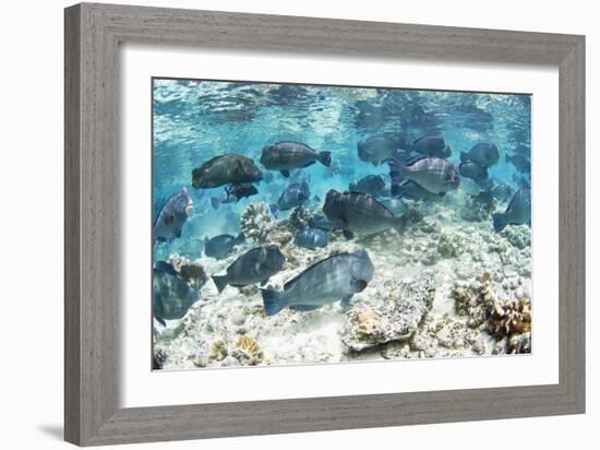 School of Bumphead Parrotfish-Matthew Oldfield-Framed Photographic Print