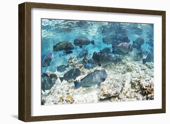 School of Bumphead Parrotfish-Matthew Oldfield-Framed Photographic Print