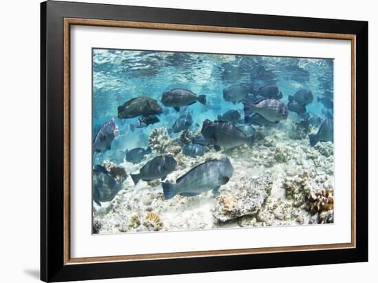 School of Bumphead Parrotfish-Matthew Oldfield-Framed Photographic Print
