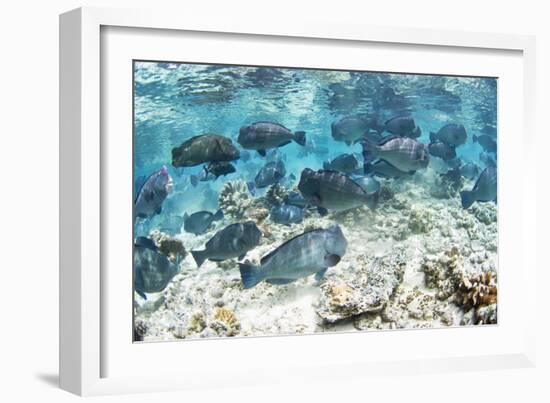 School of Bumphead Parrotfish-Matthew Oldfield-Framed Photographic Print