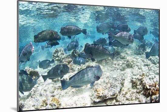 School of Bumphead Parrotfish-Matthew Oldfield-Mounted Photographic Print