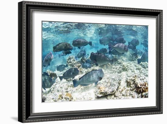 School of Bumphead Parrotfish-Matthew Oldfield-Framed Photographic Print