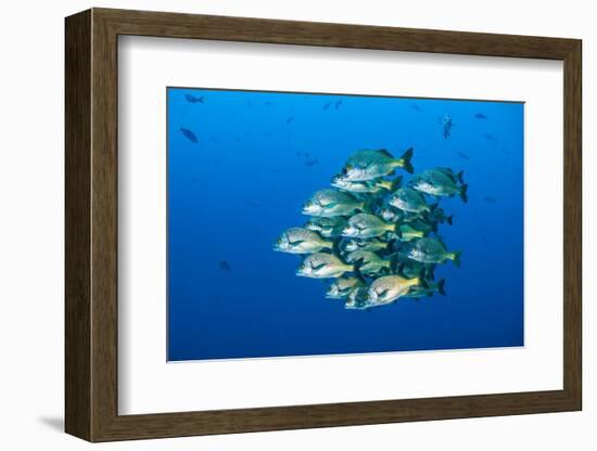 school of burrito grunts huddling together in tight ball, mexico-alex mustard-Framed Photographic Print