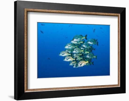 school of burrito grunts huddling together in tight ball, mexico-alex mustard-Framed Photographic Print
