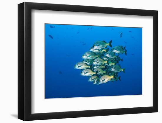 school of burrito grunts huddling together in tight ball, mexico-alex mustard-Framed Photographic Print