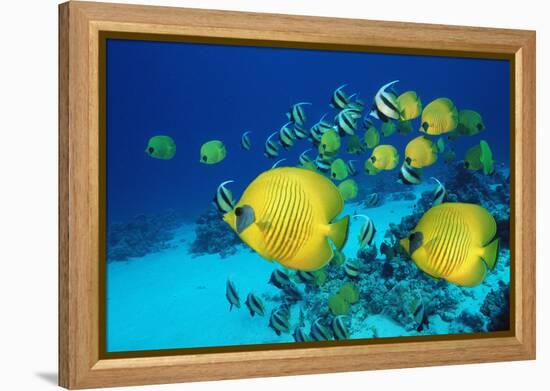 School of Butterfly Fish Swimming on the Seabed-Georgette Douwma-Framed Premier Image Canvas