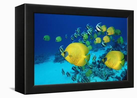 School of Butterfly Fish Swimming on the Seabed-Georgette Douwma-Framed Premier Image Canvas