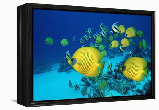 School of Butterfly Fish Swimming on the Seabed-Georgette Douwma-Framed Premier Image Canvas