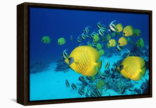 School of Butterfly Fish Swimming on the Seabed-Georgette Douwma-Framed Premier Image Canvas