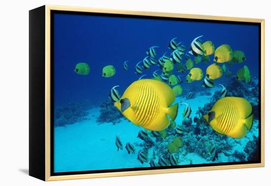 School of Butterfly Fish Swimming on the Seabed-Georgette Douwma-Framed Premier Image Canvas