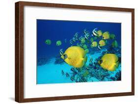 School of Butterfly Fish Swimming on the Seabed-Georgette Douwma-Framed Photographic Print