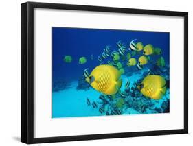 School of Butterfly Fish Swimming on the Seabed-Georgette Douwma-Framed Photographic Print
