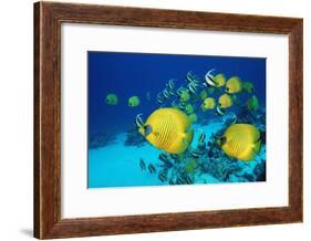 School of Butterfly Fish Swimming on the Seabed-Georgette Douwma-Framed Photographic Print