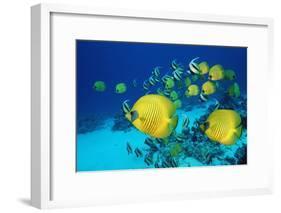 School of Butterfly Fish Swimming on the Seabed-Georgette Douwma-Framed Photographic Print