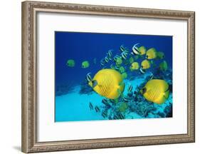 School of Butterfly Fish Swimming on the Seabed-Georgette Douwma-Framed Photographic Print