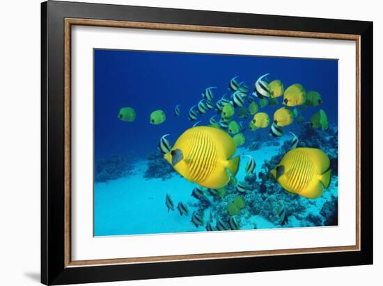 School of Butterfly Fish Swimming on the Seabed-Georgette Douwma-Framed Photographic Print