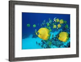 School of Butterfly Fish Swimming on the Seabed-Georgette Douwma-Framed Photographic Print