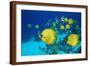 School of Butterfly Fish Swimming on the Seabed-Georgette Douwma-Framed Photographic Print