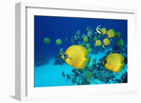 School of Butterfly Fish Swimming on the Seabed-Georgette Douwma-Framed Photographic Print