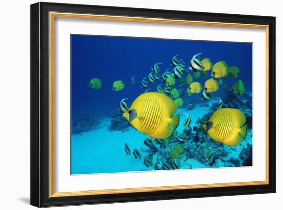 School of Butterfly Fish Swimming on the Seabed-Georgette Douwma-Framed Photographic Print