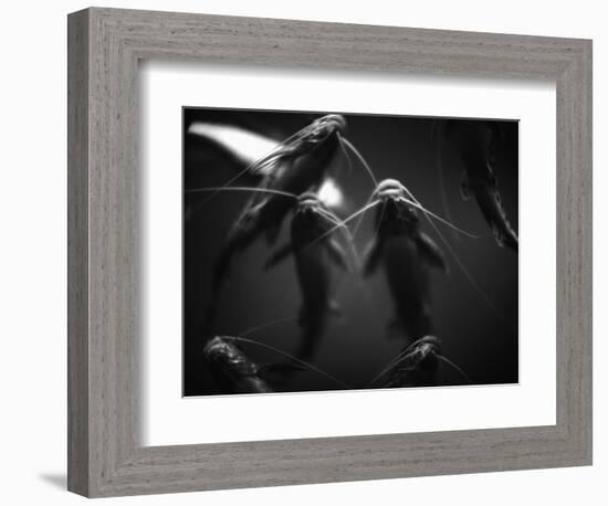 School of Catfish-Henry Horenstein-Framed Photographic Print