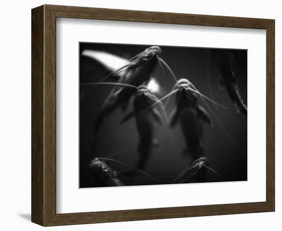 School of Catfish-Henry Horenstein-Framed Photographic Print