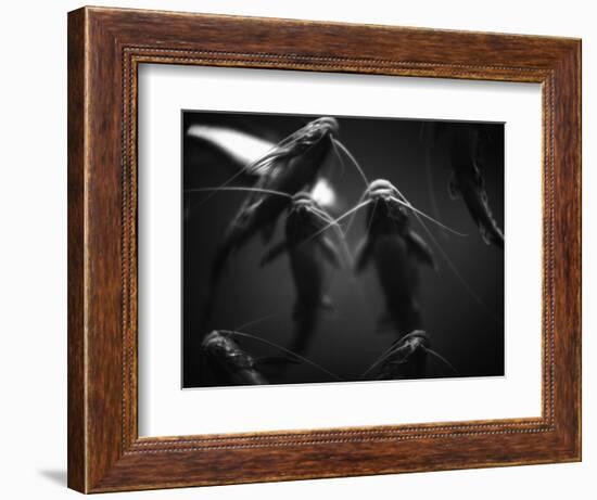 School of Catfish-Henry Horenstein-Framed Photographic Print