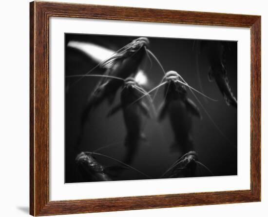 School of Catfish-Henry Horenstein-Framed Photographic Print